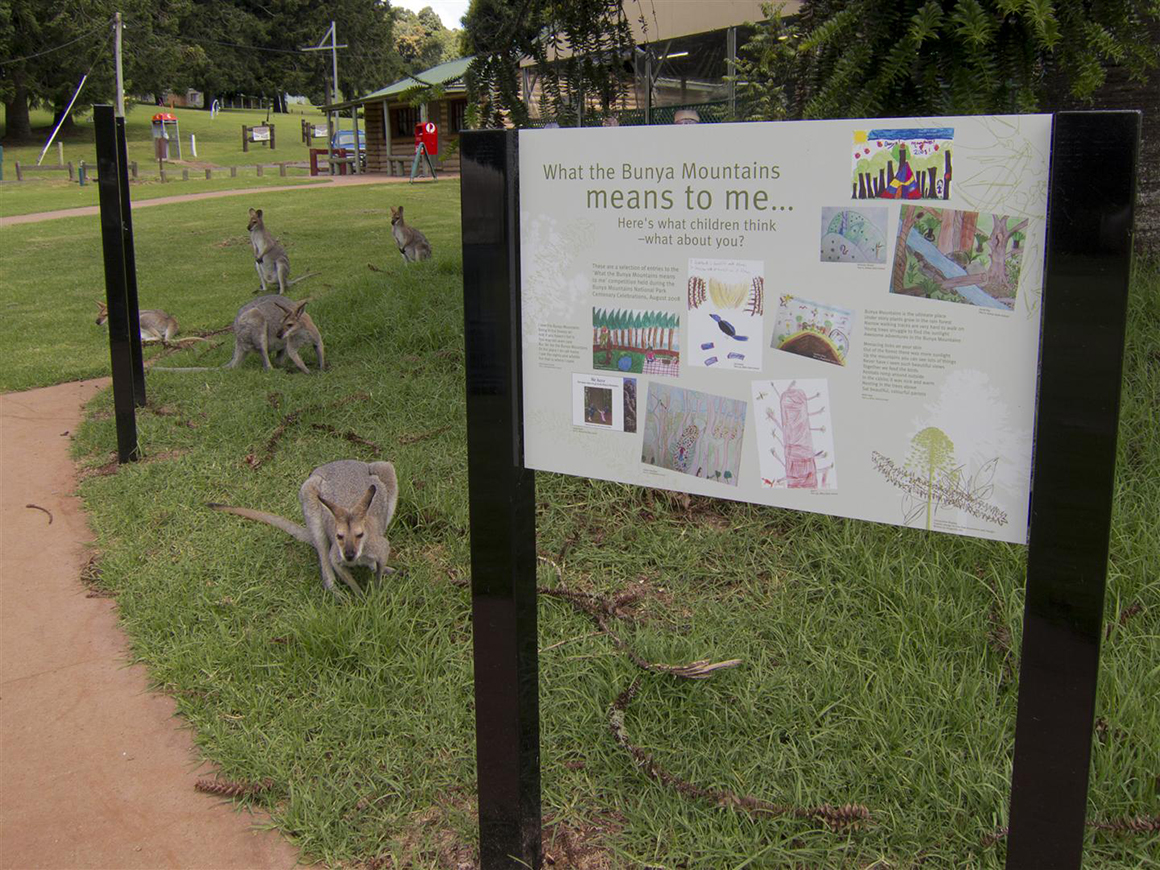 Kangaroos laze around the day-use area, near a sign featuring children's artwork representing what the Bunyas mean to them. Day-use area facility buildings are in the background.