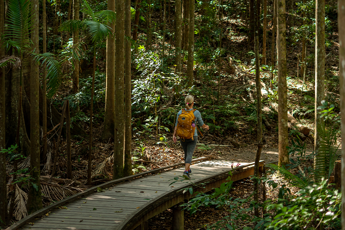 Woman hiker walks on boardwalk through tall forest.