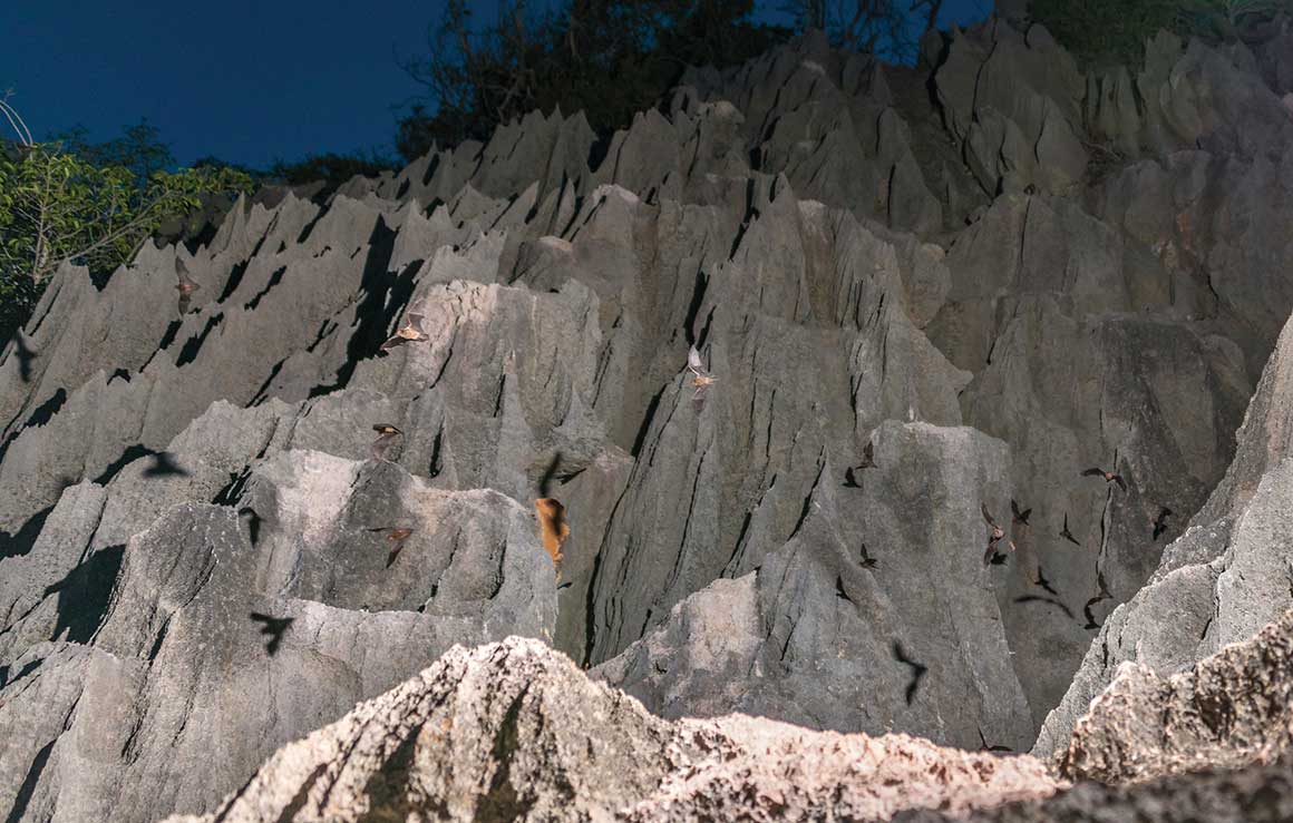 Jagged pinnacles of a limestone cliff rise almost vertically towards the night sky and tiny bats in flight are silhouetted against the rock.