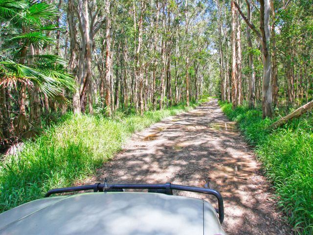 Explore the melaleuca and scribbly gum woodlands along the Harry's Hut Road 4WD track.