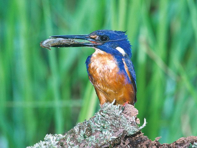 Be on the lookout for azure kingfishers darting through the mangroves.