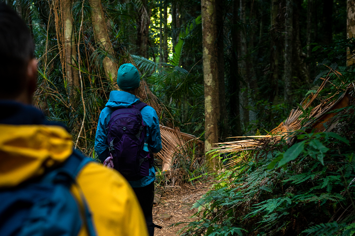 Two hikers in bright cold weather gear are walking on a rainforest track. 