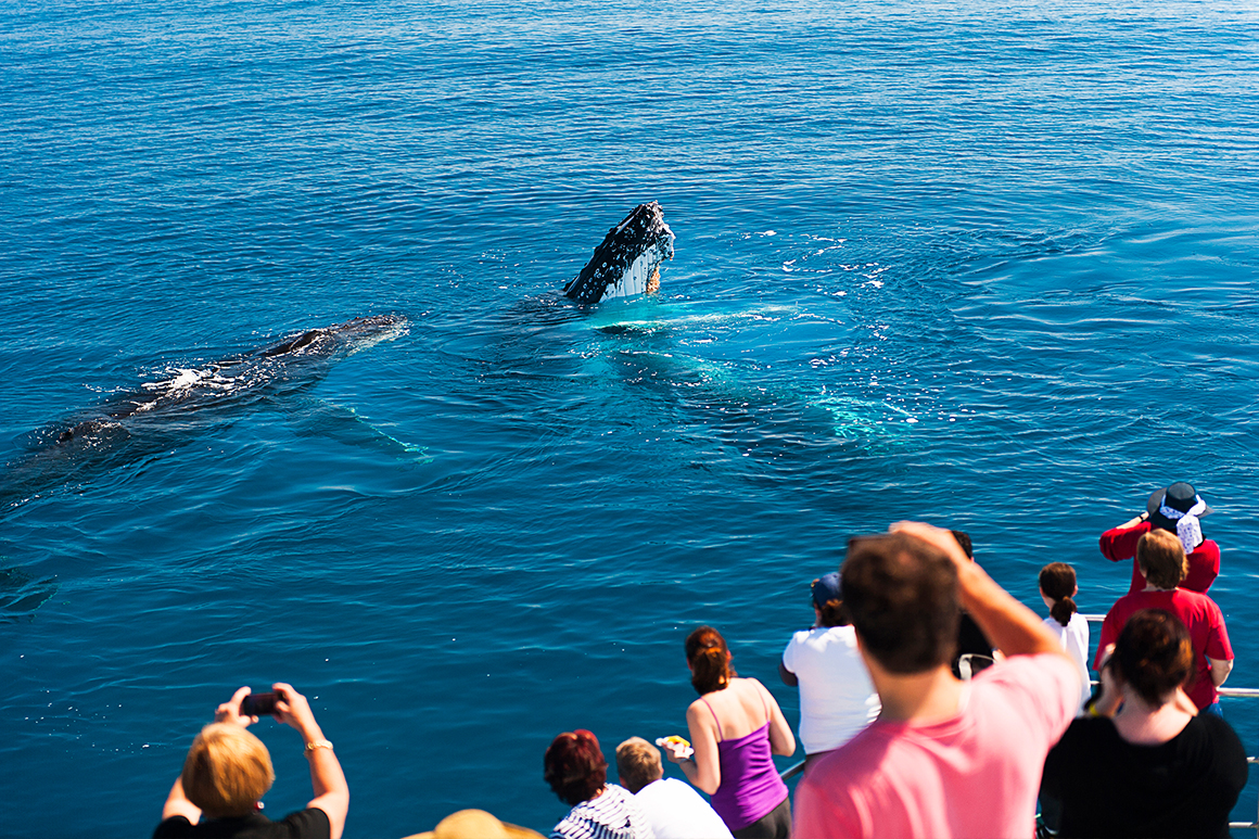 Two humpback whales break the surface of the blue ocean, close to a tour vessel, crowded with excited onlookers.