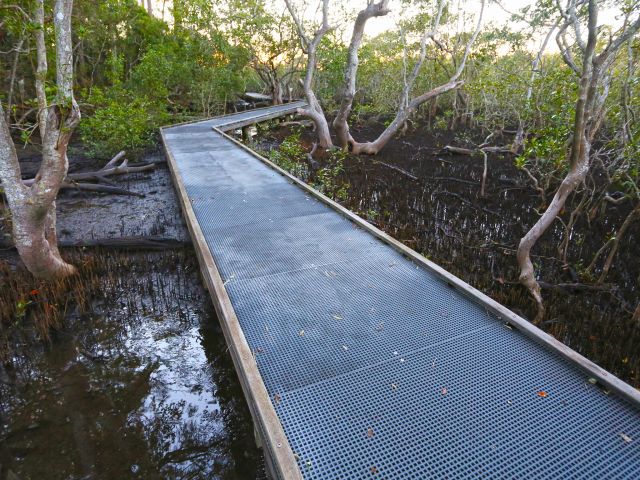 Tallebudgera Creek walking track passes through one of the last large tracts of mangroves on the Gold Coast.