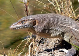 Water monitor