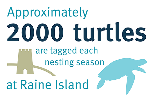 Approximately 2,000 turtles (Nam) are tagged each nesting season at Raine Island (Bub warwar kaur) Approximately 2,000 turtles (Nam) are tagged each nesting season at Raine Island (Bub warwar kaur)