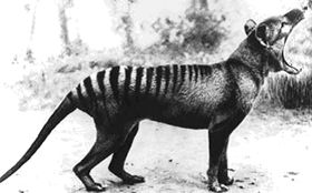 Photograph of a Tasmanian tiger from the David Fleay Natural History Collection.