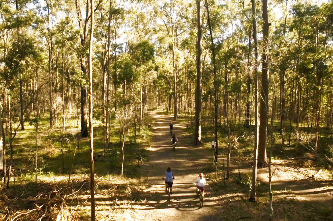 A group of four mountain bikers are travelling along a wide, designated track surrounded by tall eucalypt forest.