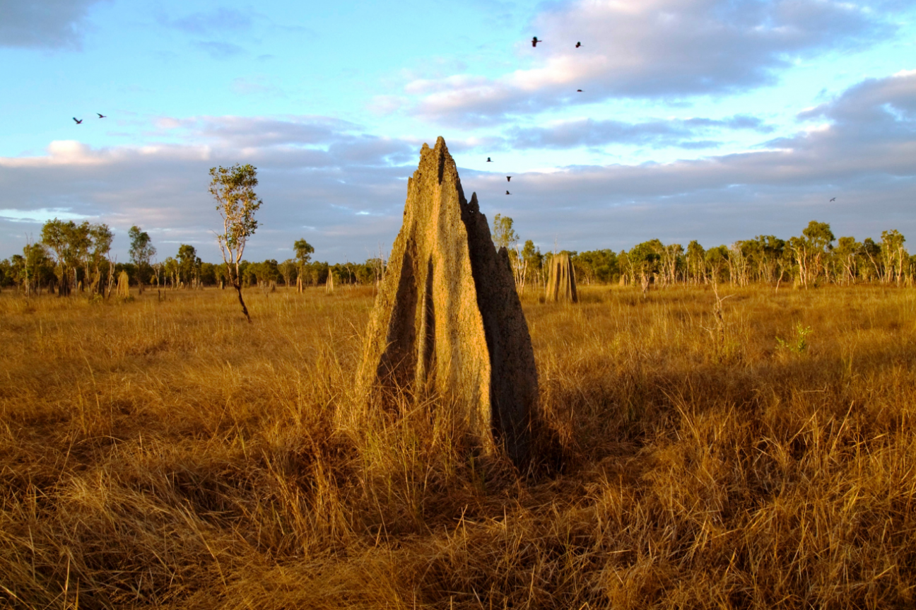 Pointed termite mound stands amongst brown grass.
