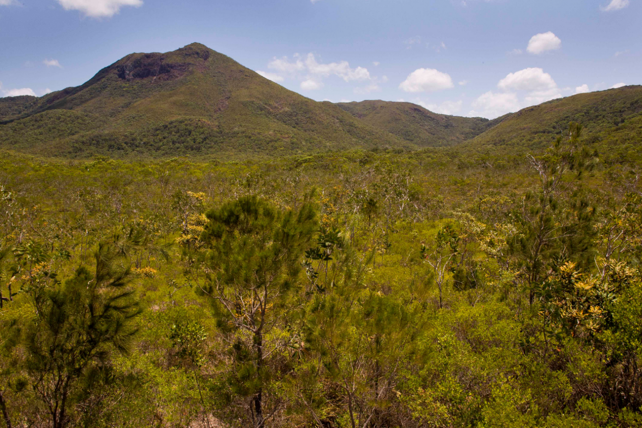 View of small mountain with wattle and casuarina trees in foreground.