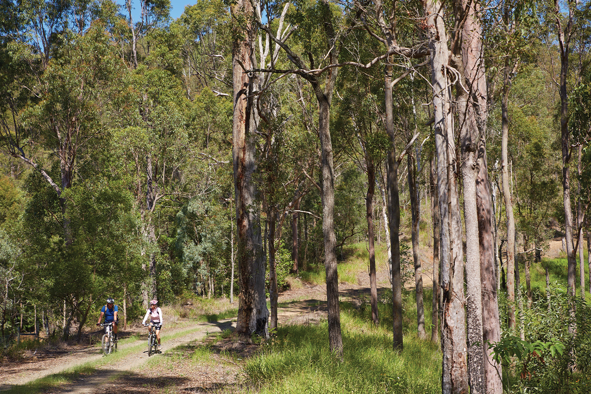 Two mountain bikers riding along a forest trail surrounded by tall eucalypts. 